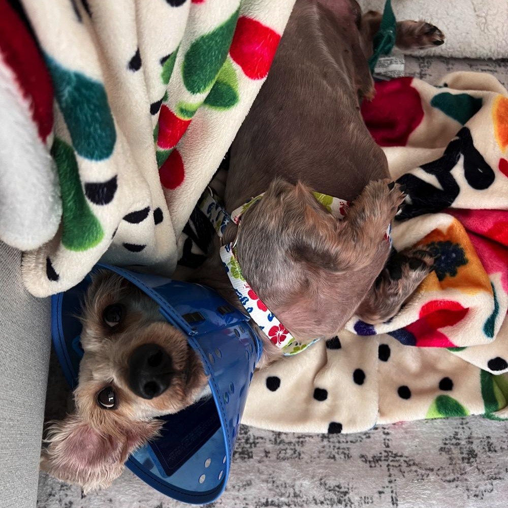 Enlarge Chilly, an adopted Dachshund (Miniature Long Haired) in Orange Park, FL image 7/12