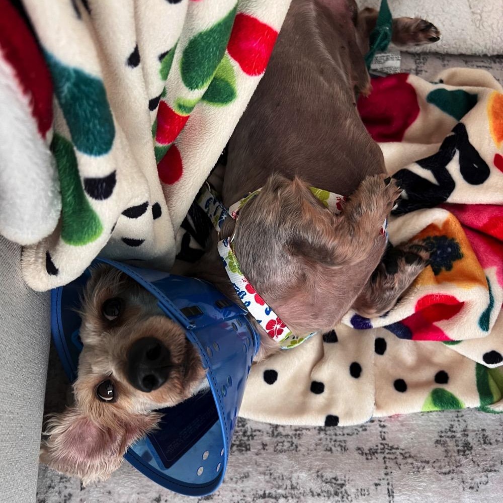 Enlarge Chilly, an adopted Dachshund (Miniature Long Haired) in Orange Park, FL image 8/12