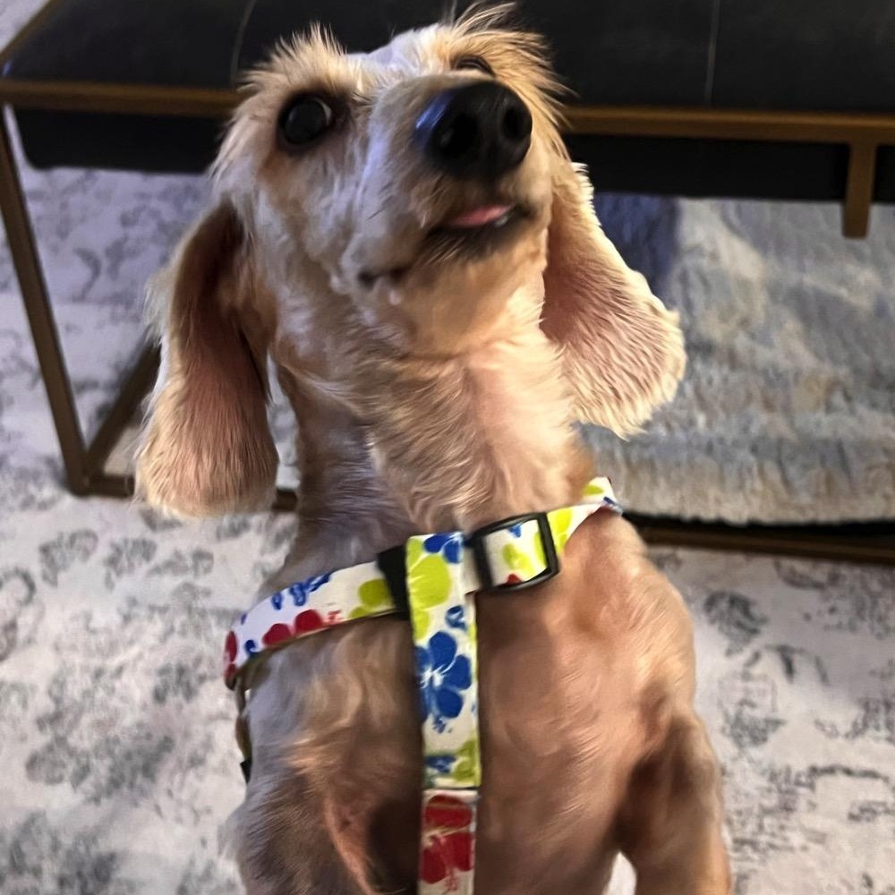 Enlarge Chilly, an adopted Dachshund (Miniature Long Haired) in Orange Park, FL image 5/12