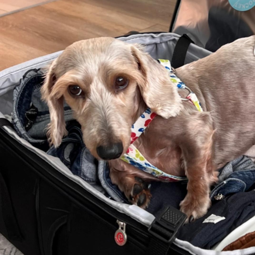 Enlarge Chilly, an adopted Dachshund (Miniature Long Haired) in Orange Park, FL image 2/12