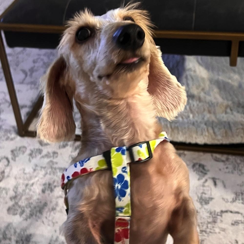 Enlarge Chilly, an adopted Dachshund (Miniature Long Haired) in Orange Park, FL image 6/12