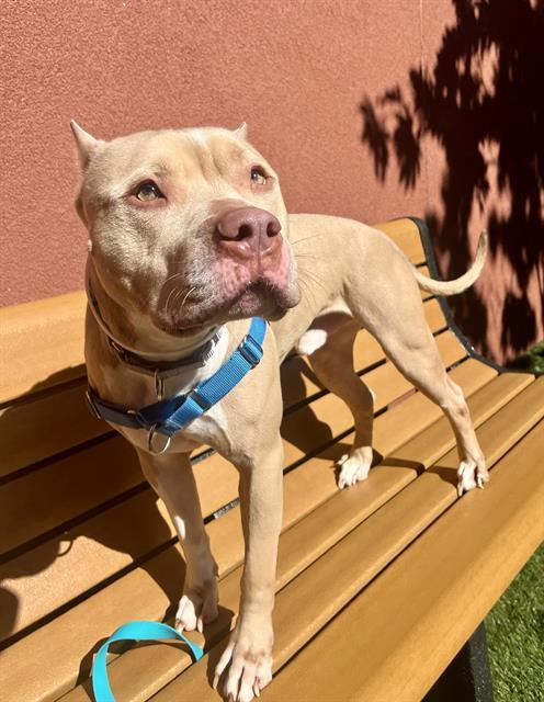 Boo Pit Bull Terrier Dog