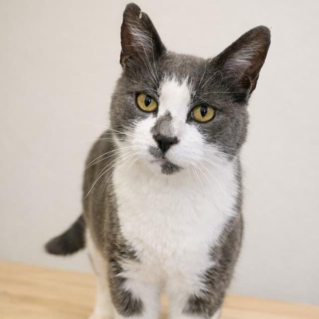 Enlarge Clay, a Adoptable Domestic Short Hair in Salt Lake City, UT image 1/1