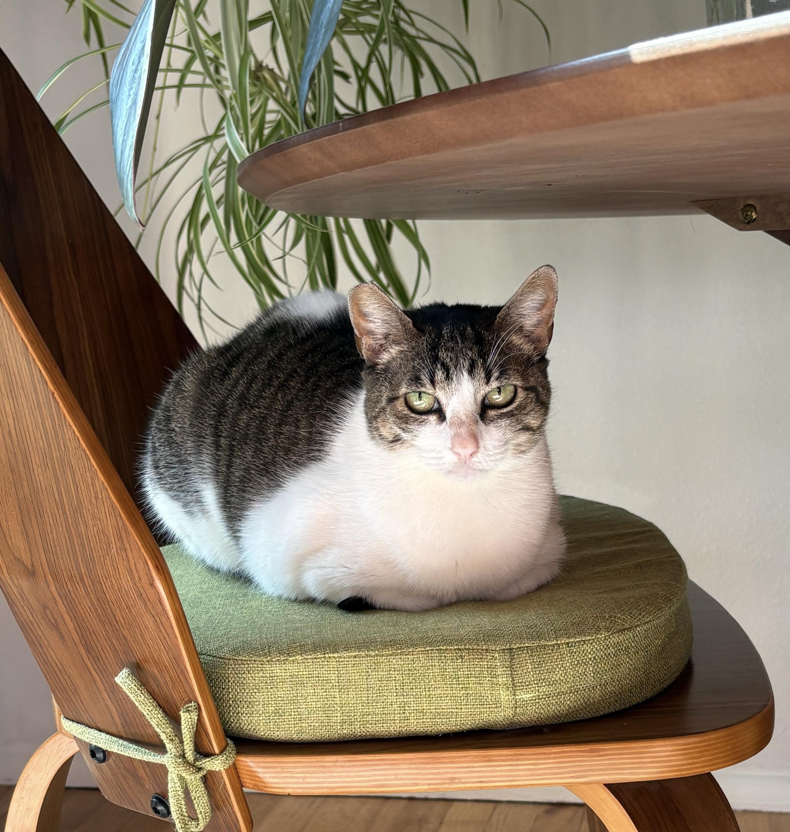 Enlarge Sugar, a Adoptable mixed breed in Federal Way, WA image 2/6