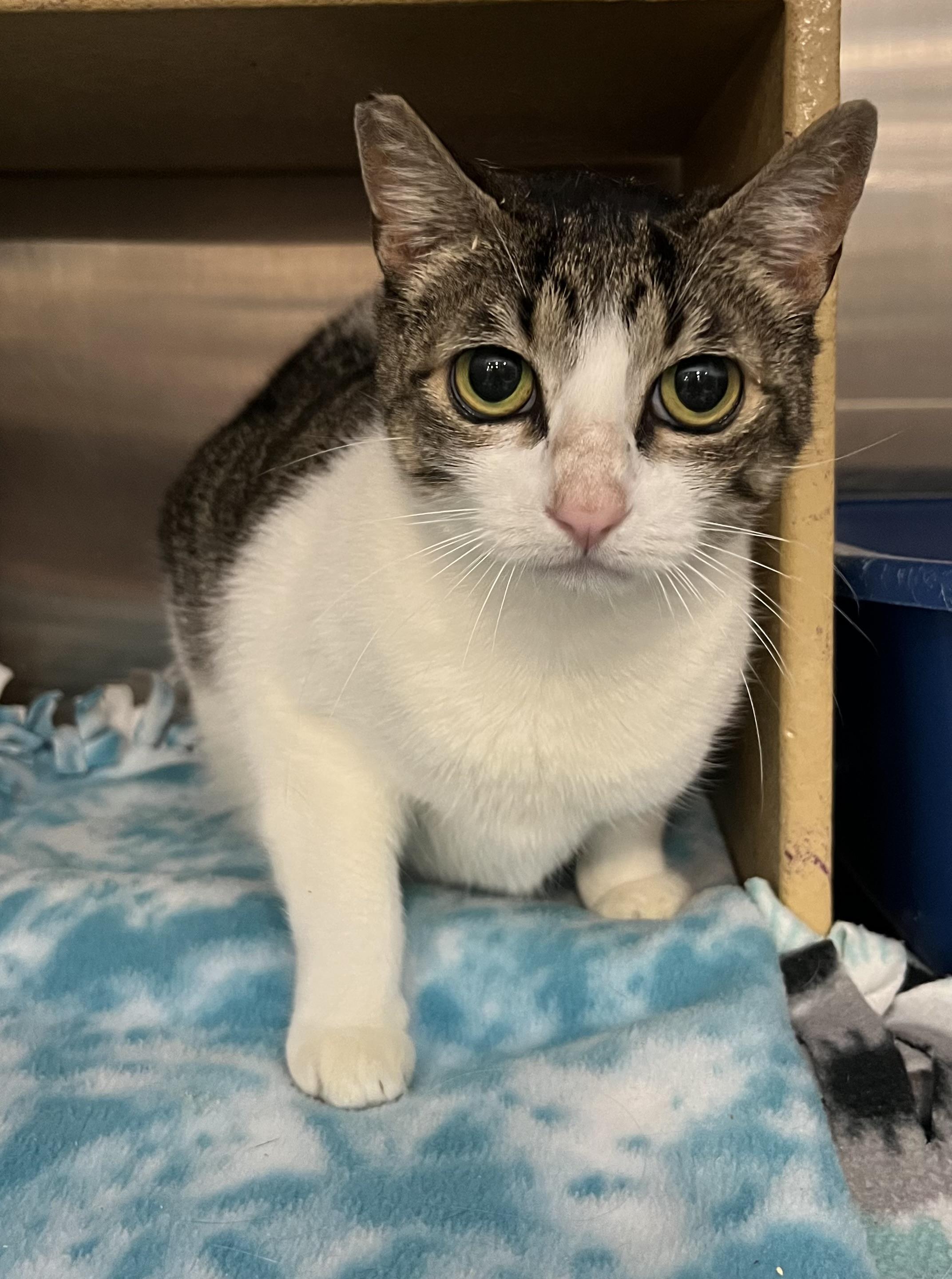 Sugar, Adoptable, Adult Female Domestic Short Hair.