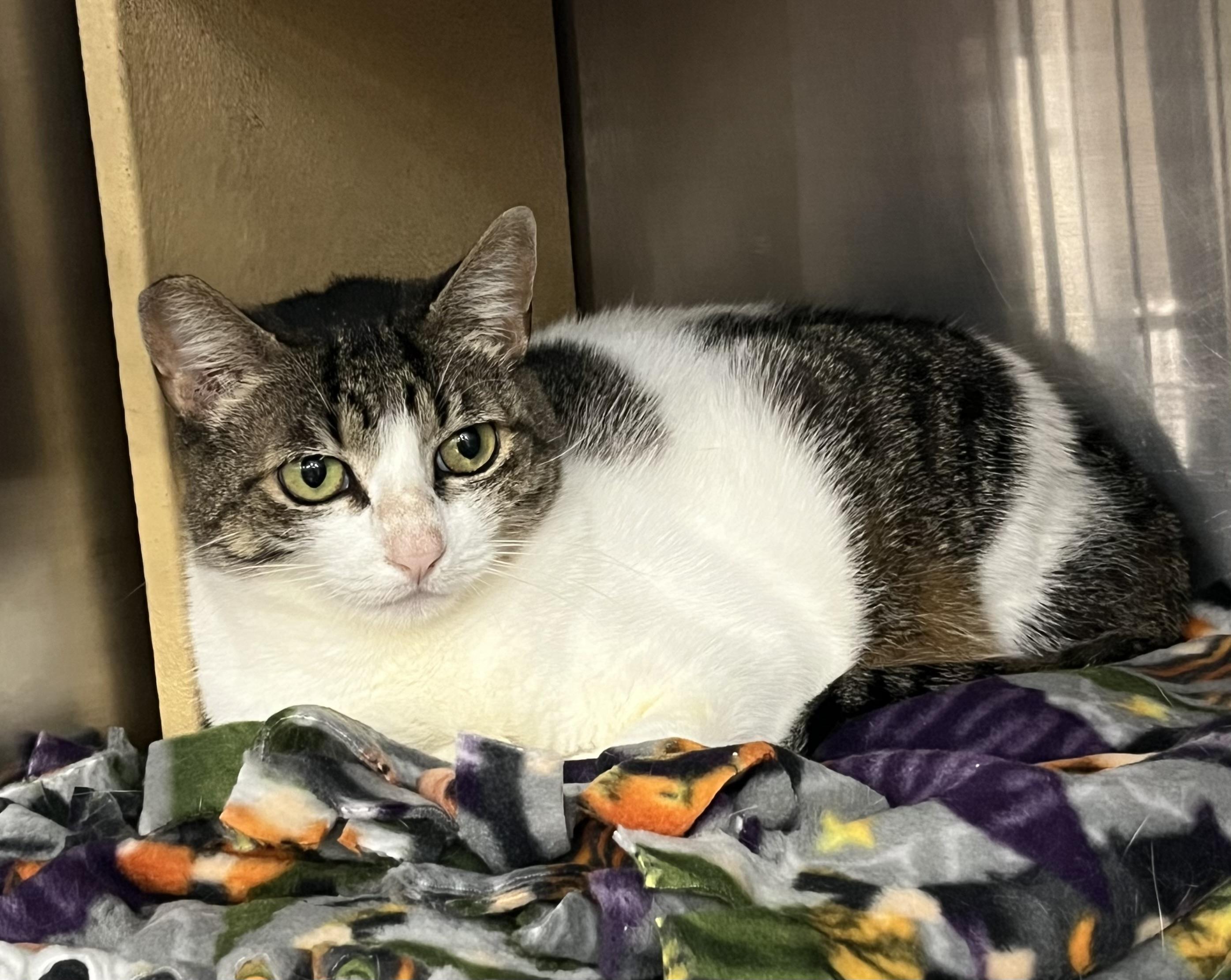 Enlarge Sugar, a Adoptable mixed breed in Federal Way, WA image 4/6