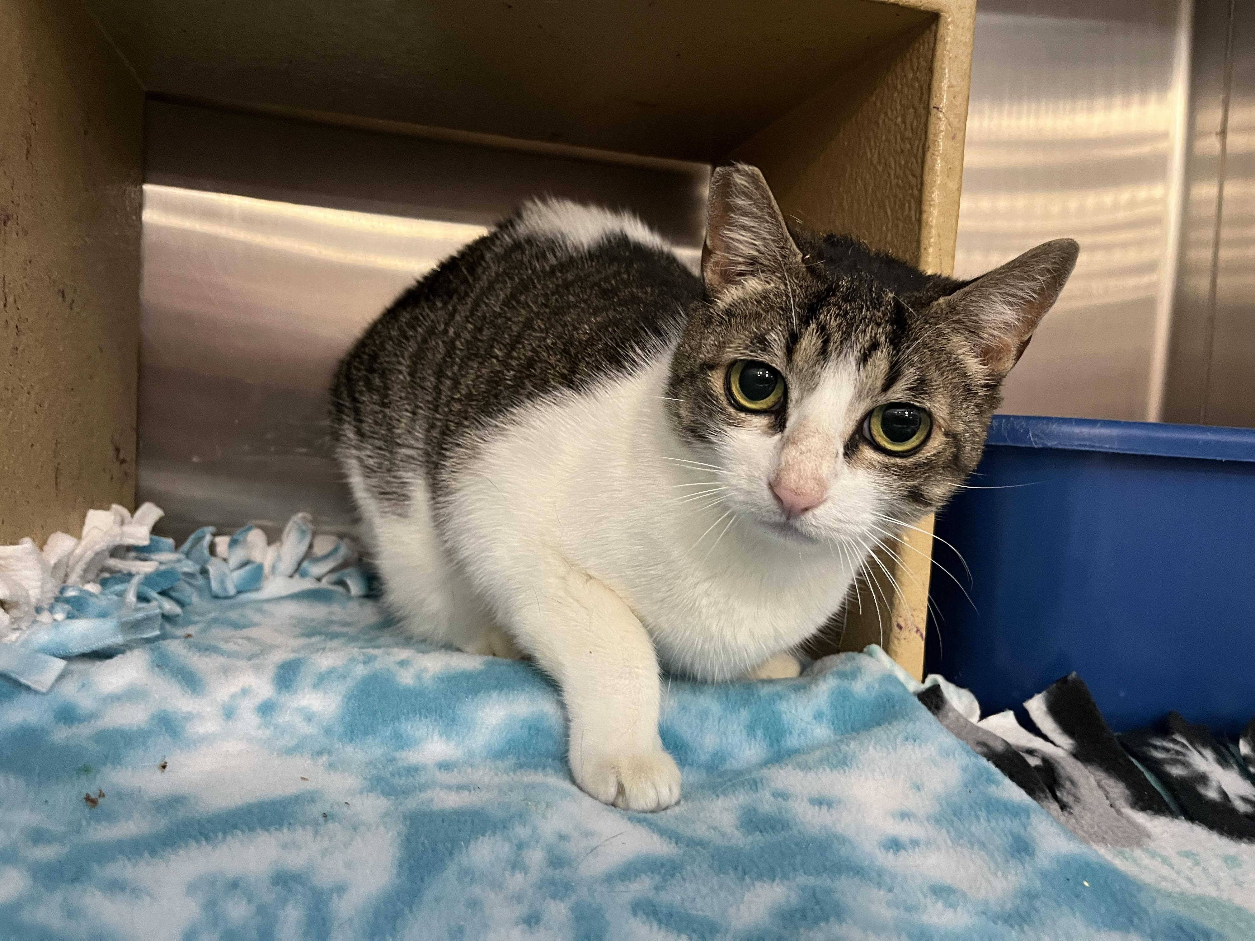 Enlarge Sugar, a Adoptable mixed breed in Federal Way, WA image 3/6