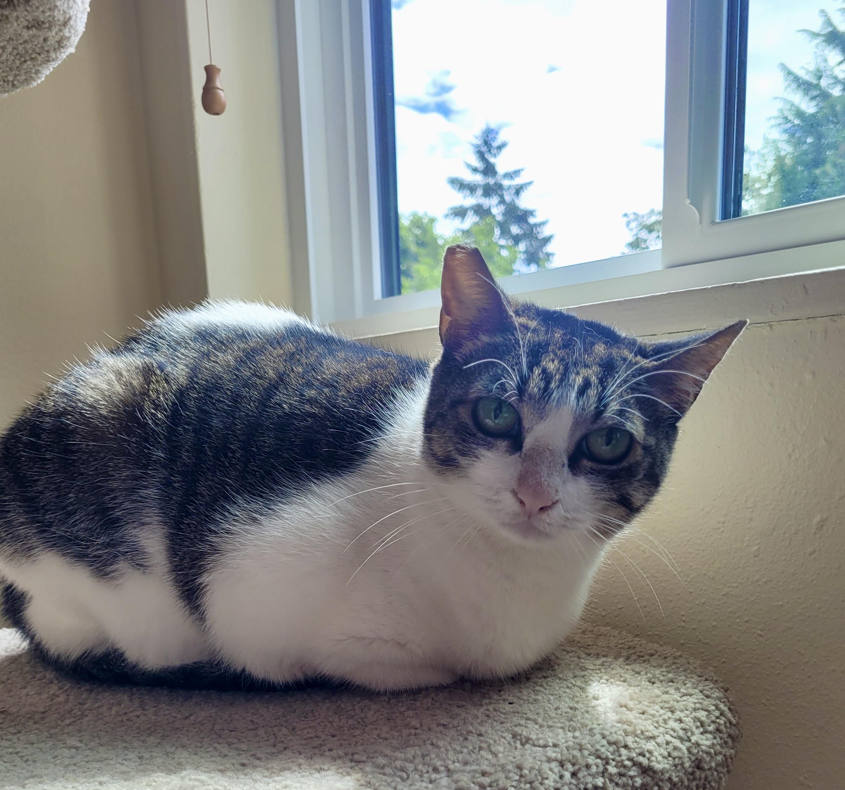 Enlarge Sugar, a Adoptable mixed breed in Federal Way, WA image 6/6