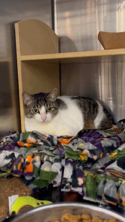 Enlarge Sugar, a Adoptable mixed breed in Federal Way, WA video 5/6