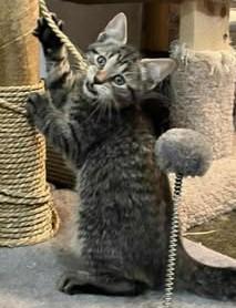 Clark, Baby Male Domestic Short Hair