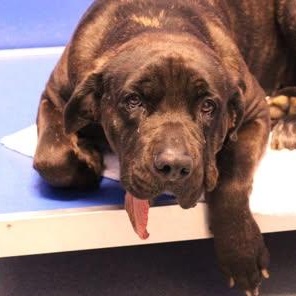 26-00754, ADOPTABLE, Adult Female Cane Corso.