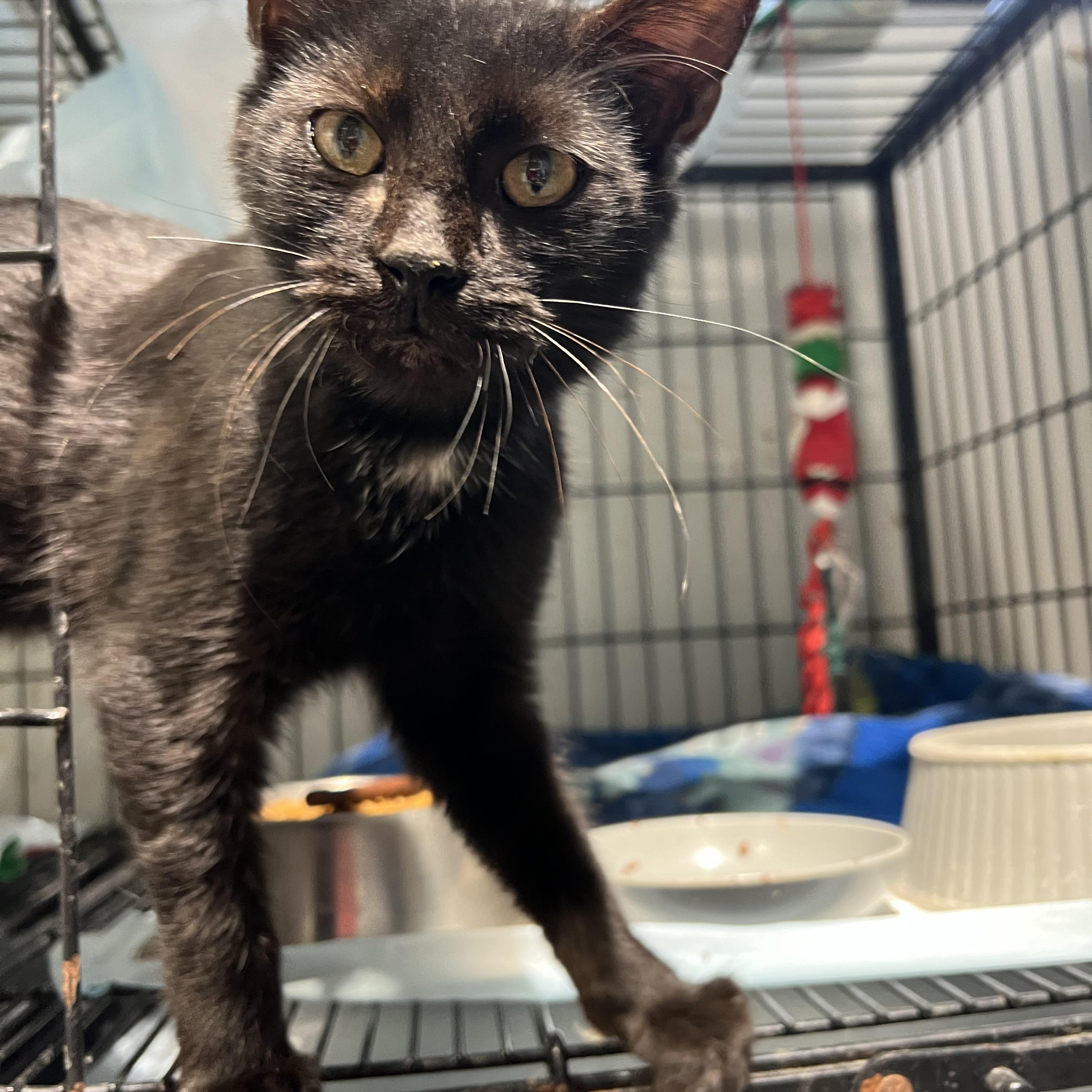 Tippy, Adopted, Young Male Domestic Short Hair.