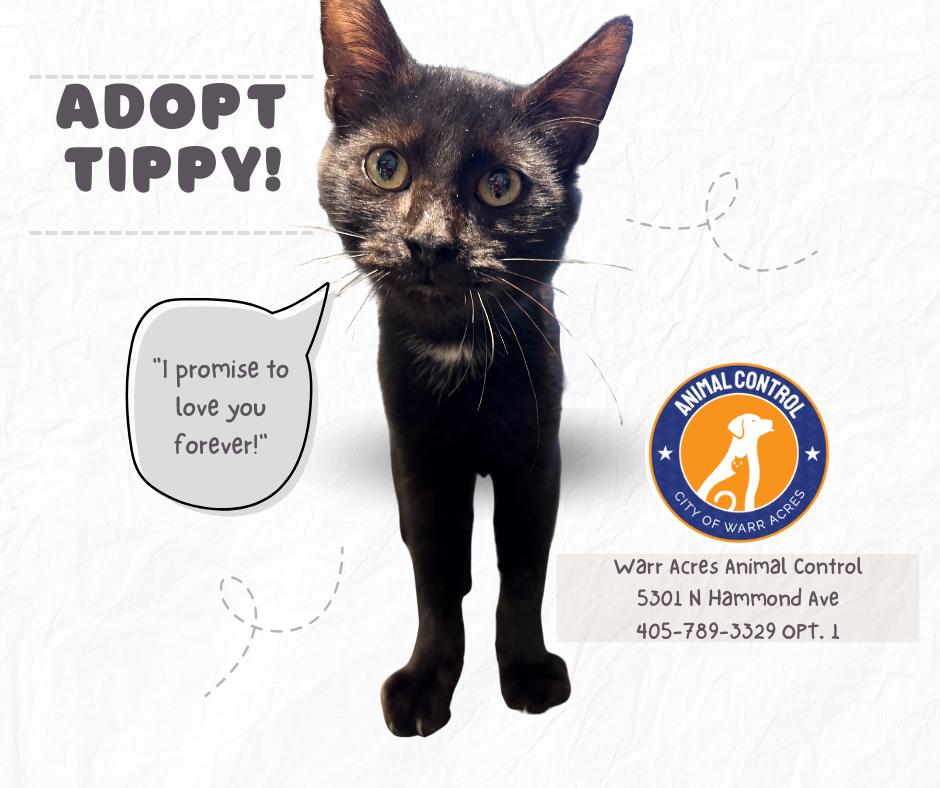 Enlarge Tippy, a Adopted Domestic Short Hair in Warr Acres, OK image 3/3