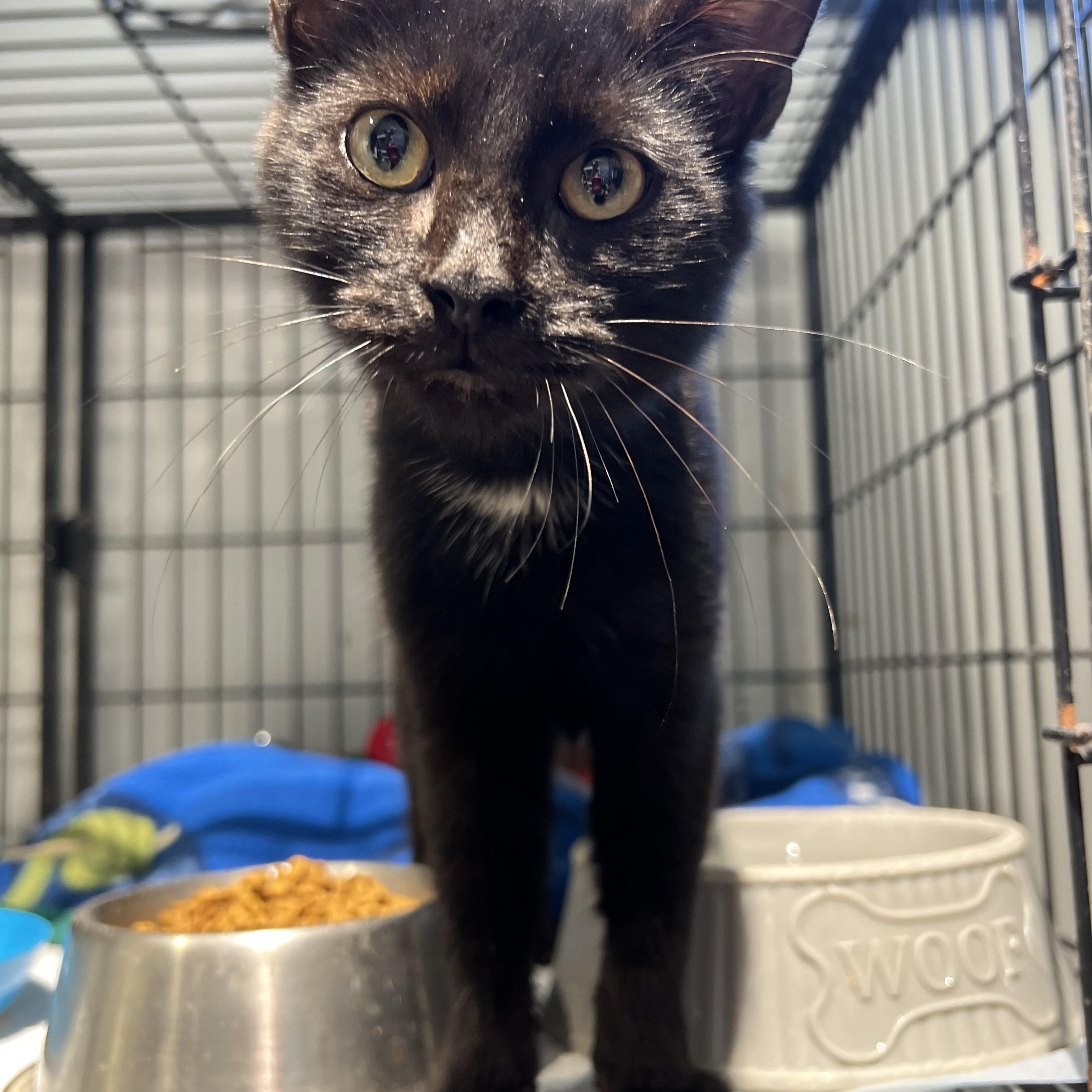 Enlarge Tippy, a Adopted Domestic Short Hair in Warr Acres, OK image 2/3