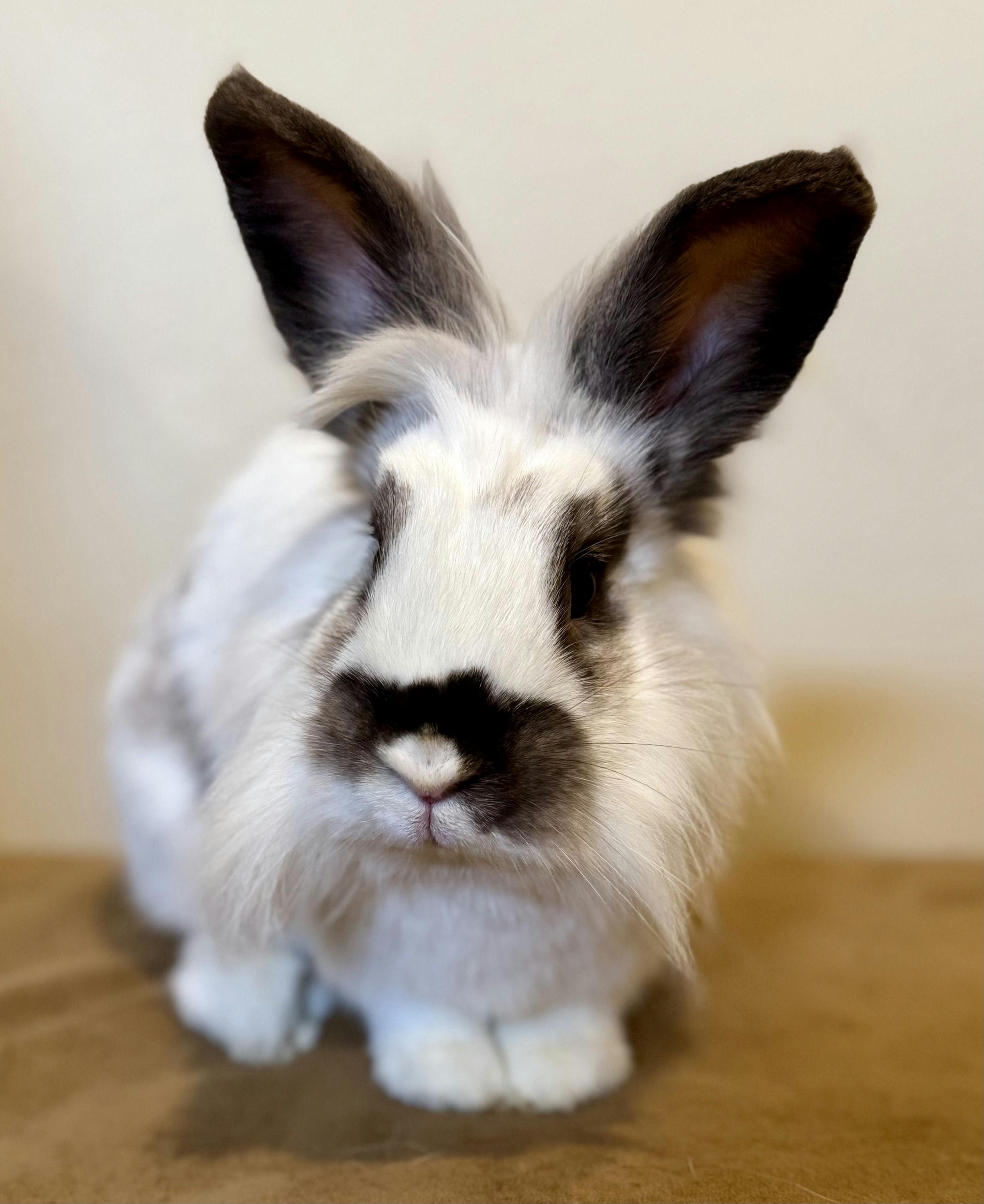 Tequila, ADOPTABLE, Adult Female Lionhead.