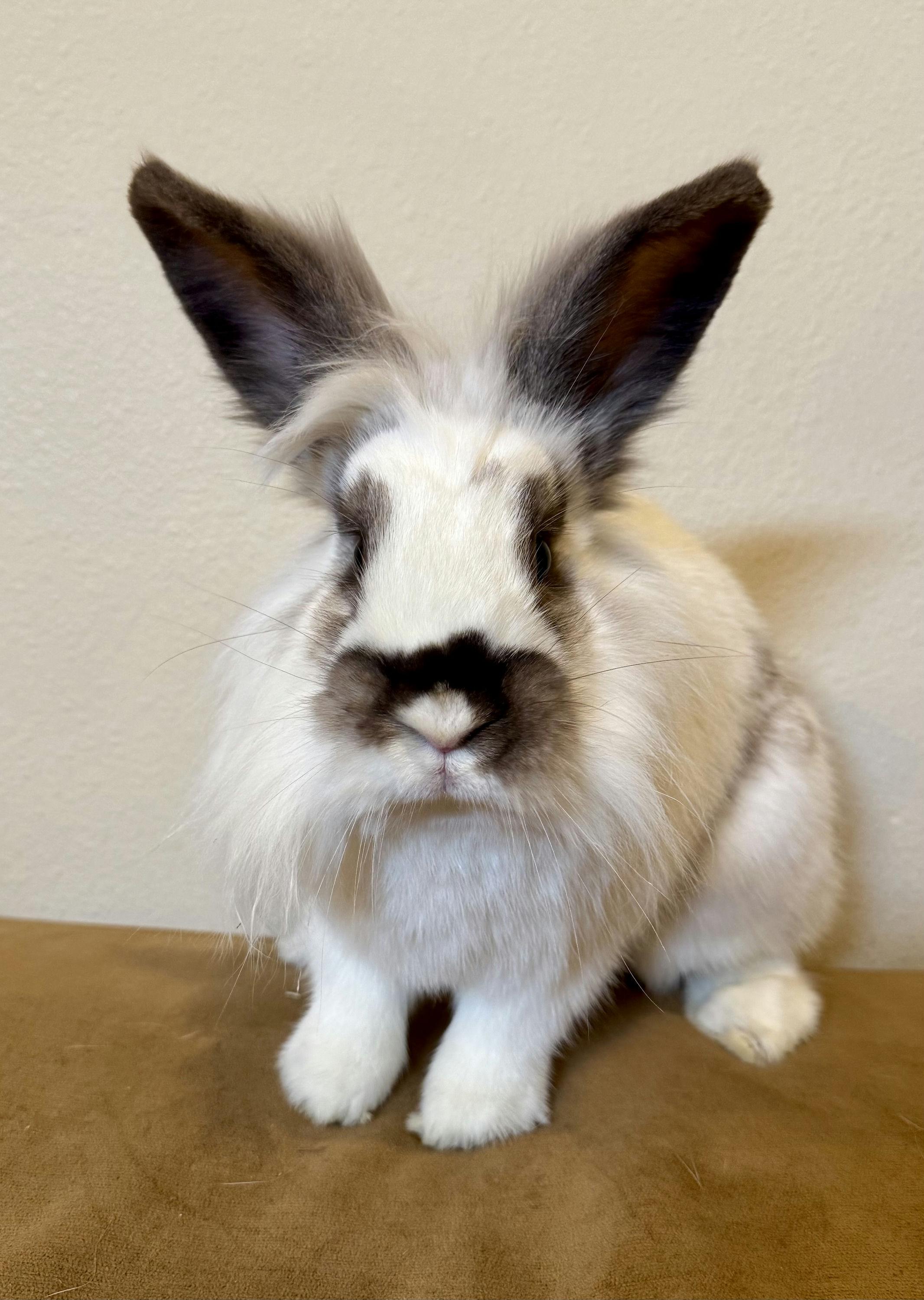 Enlarge Tequila, a ADOPTABLE Lionhead in Coralville, IA image 5/5