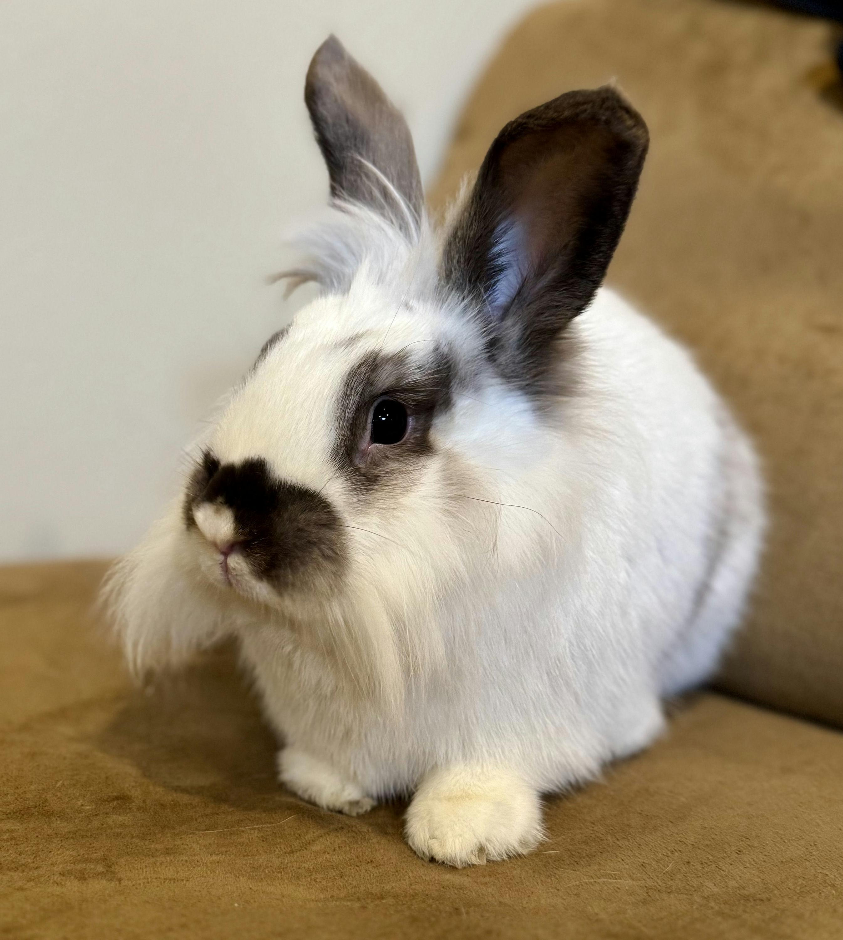 Enlarge Tequila, a ADOPTABLE Lionhead in Coralville, IA image 3/5