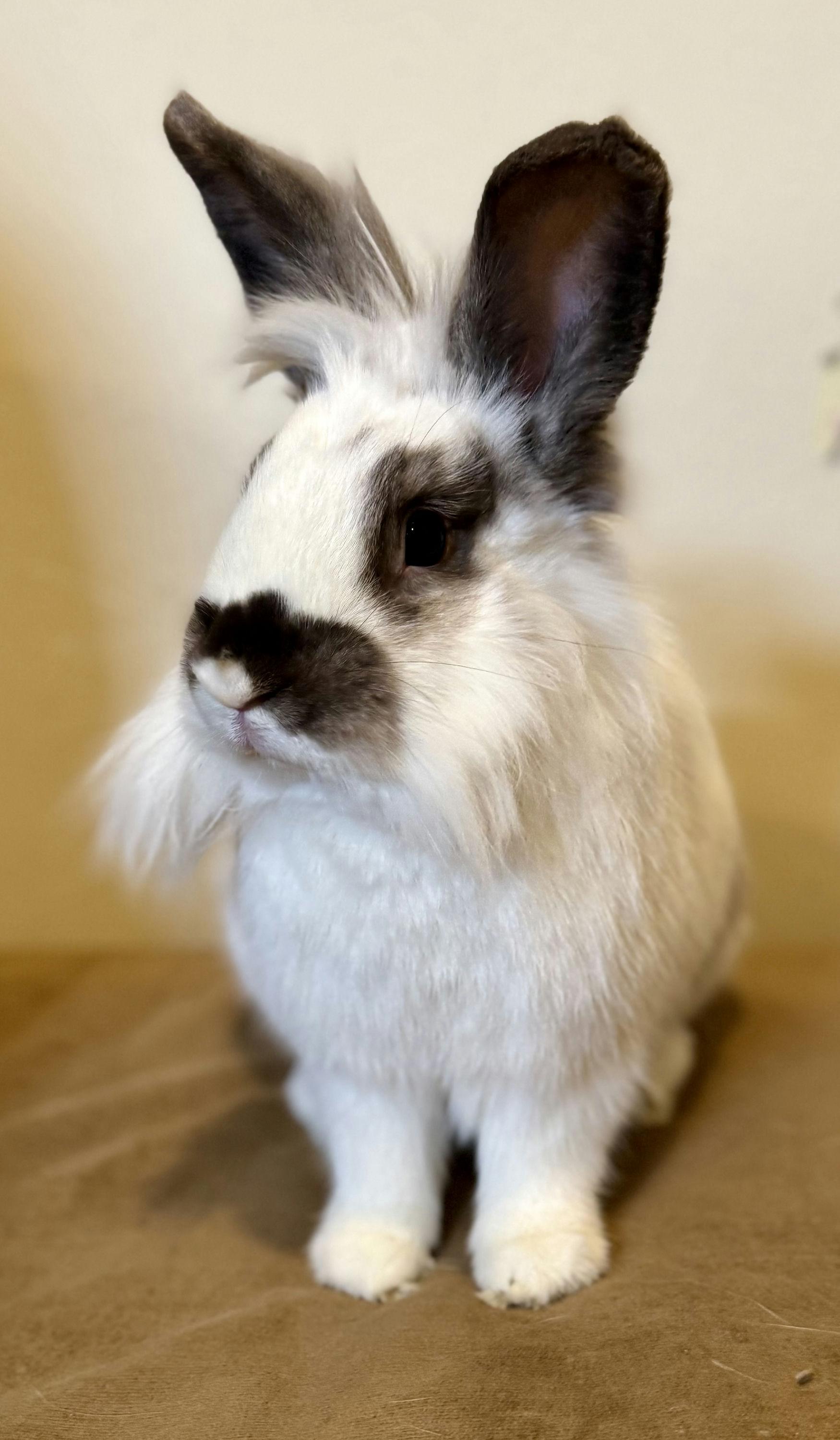 Enlarge Tequila, a ADOPTABLE Lionhead in Coralville, IA image 4/5