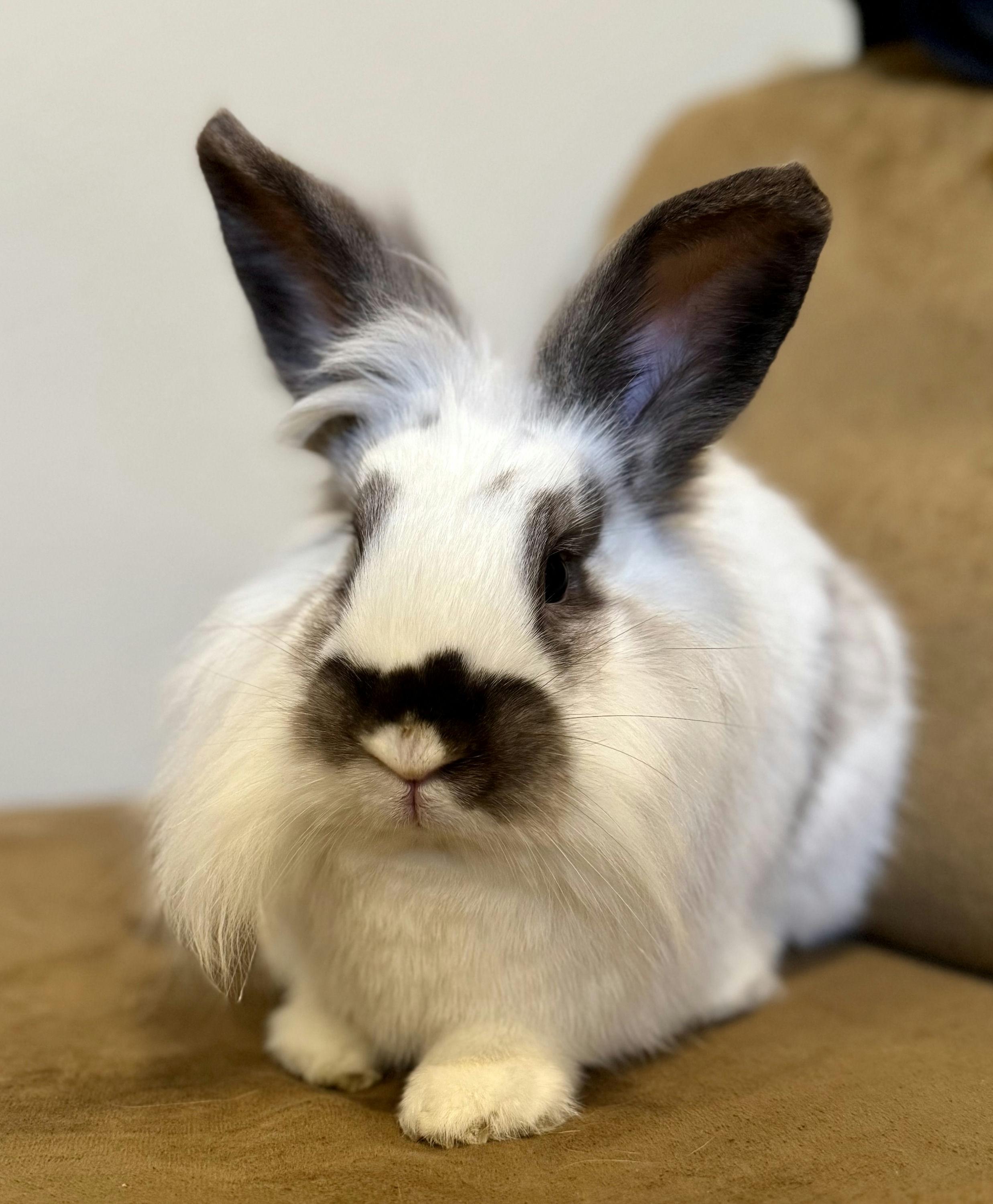 Enlarge Tequila, a ADOPTABLE Lionhead in Coralville, IA image 2/5