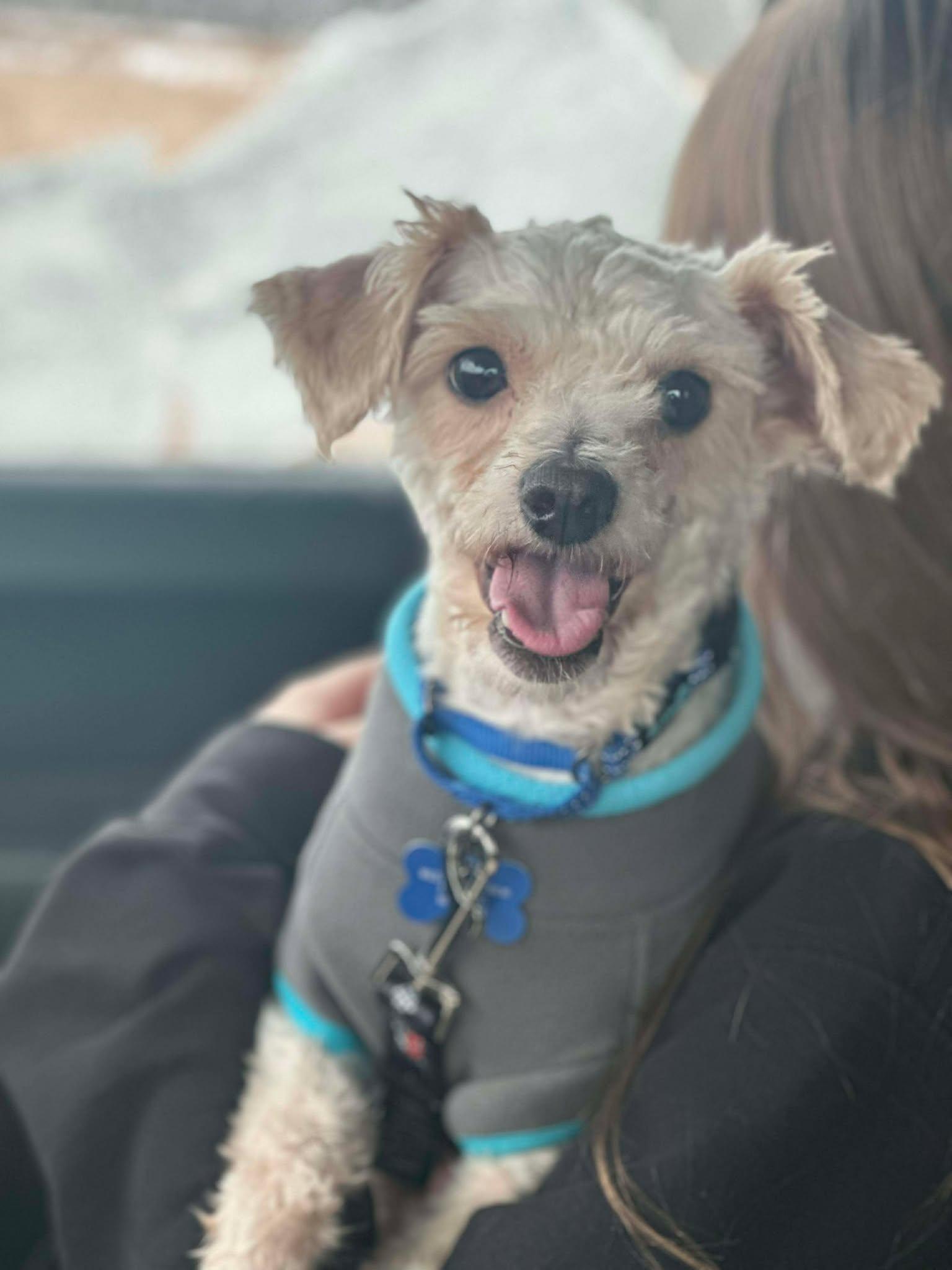 Sunny, ADOPTABLE, Adult Male Miniature Poodle.