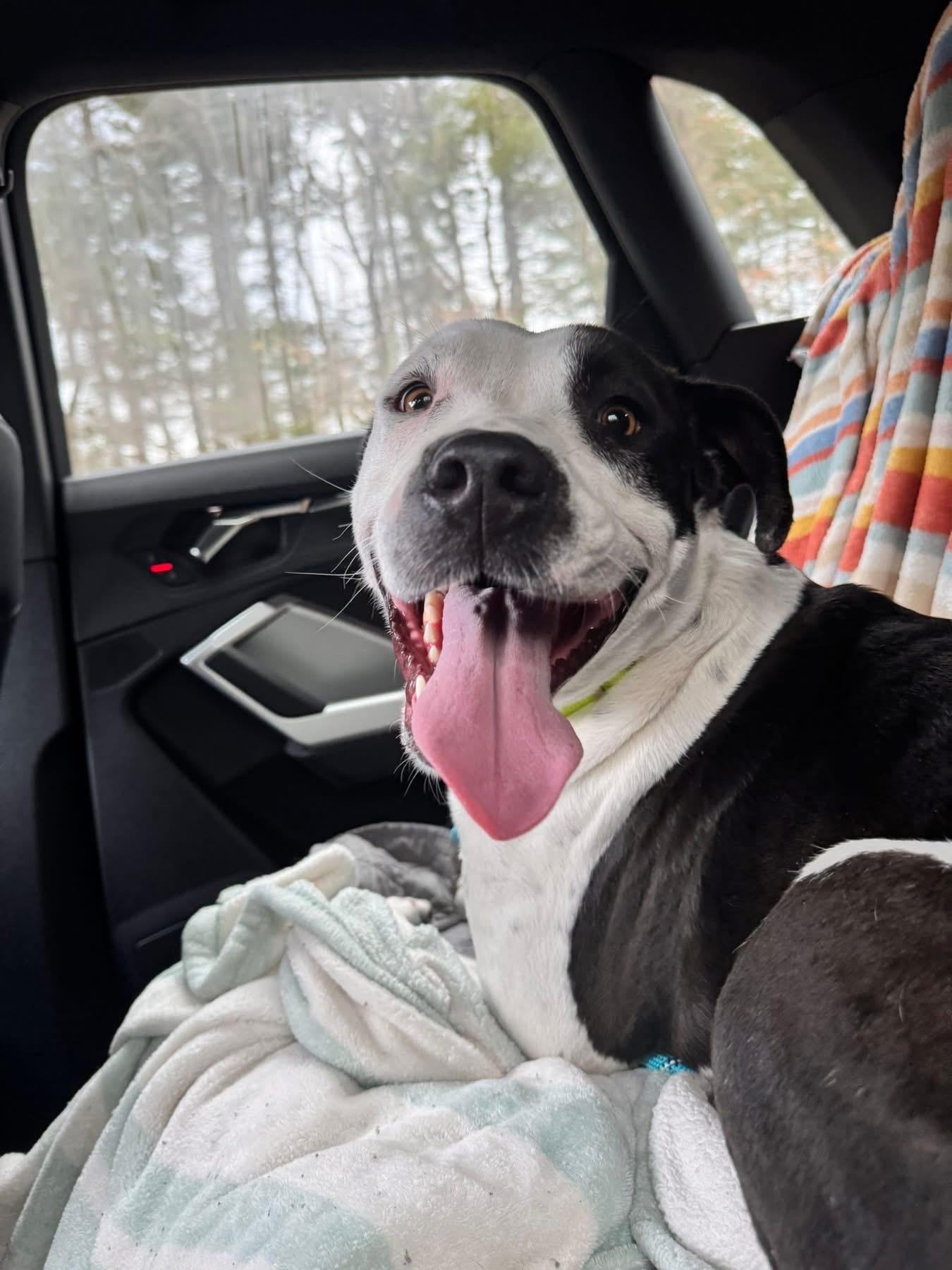 Enlarge Oreo, a Adoptable mixed breed in Pembroke, MA image 4/4