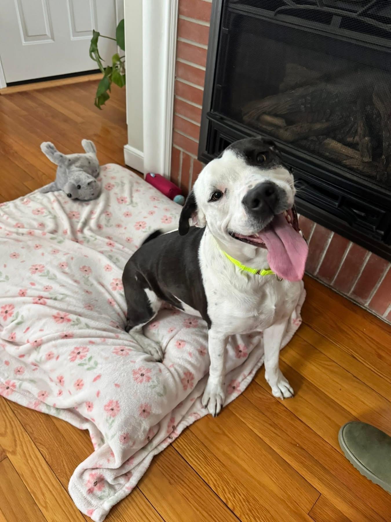 Enlarge Oreo, a Adoptable mixed breed in Pembroke, MA image 1/4