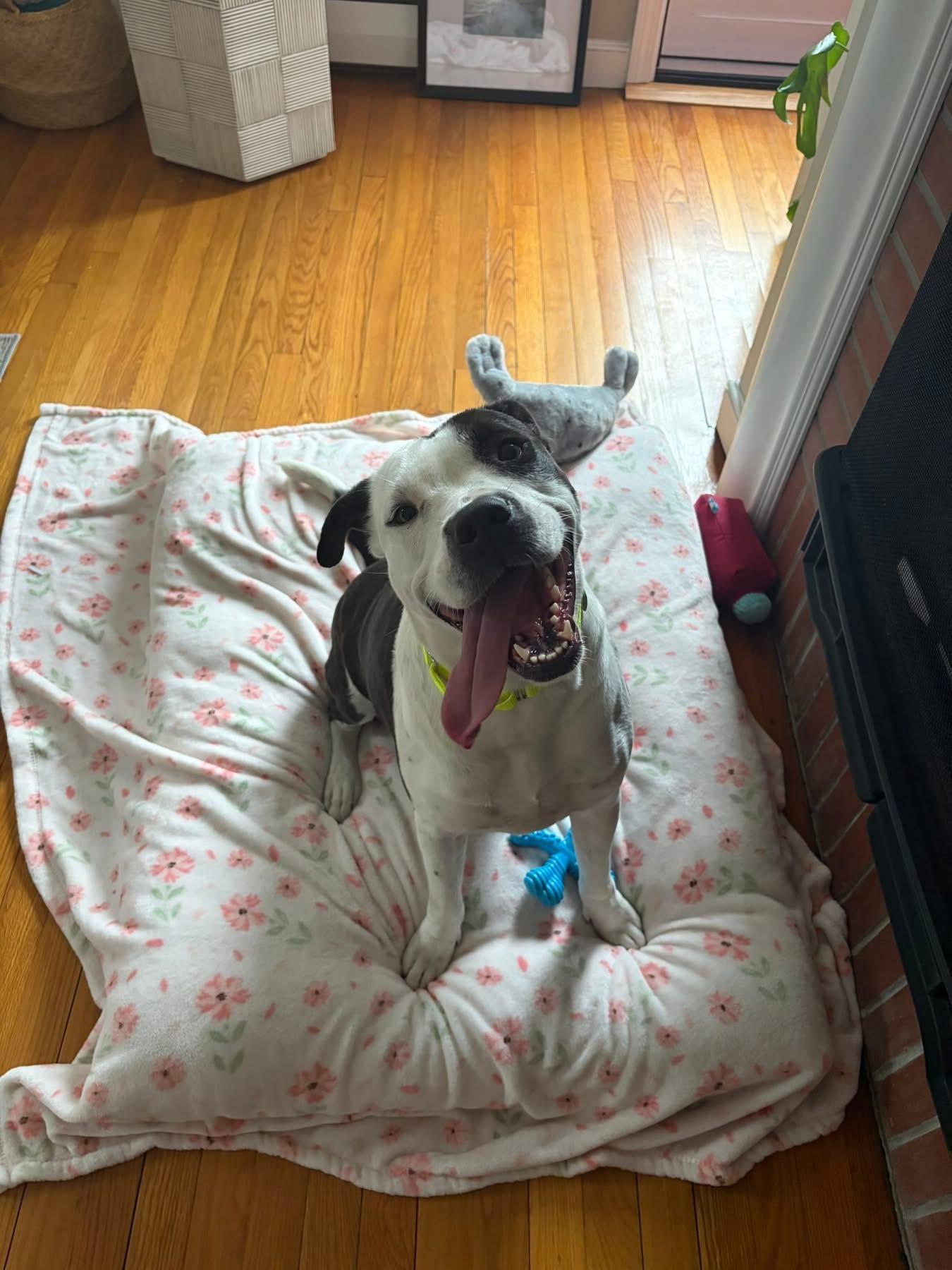 Enlarge Oreo, a Adoptable mixed breed in Pembroke, MA image 2/4