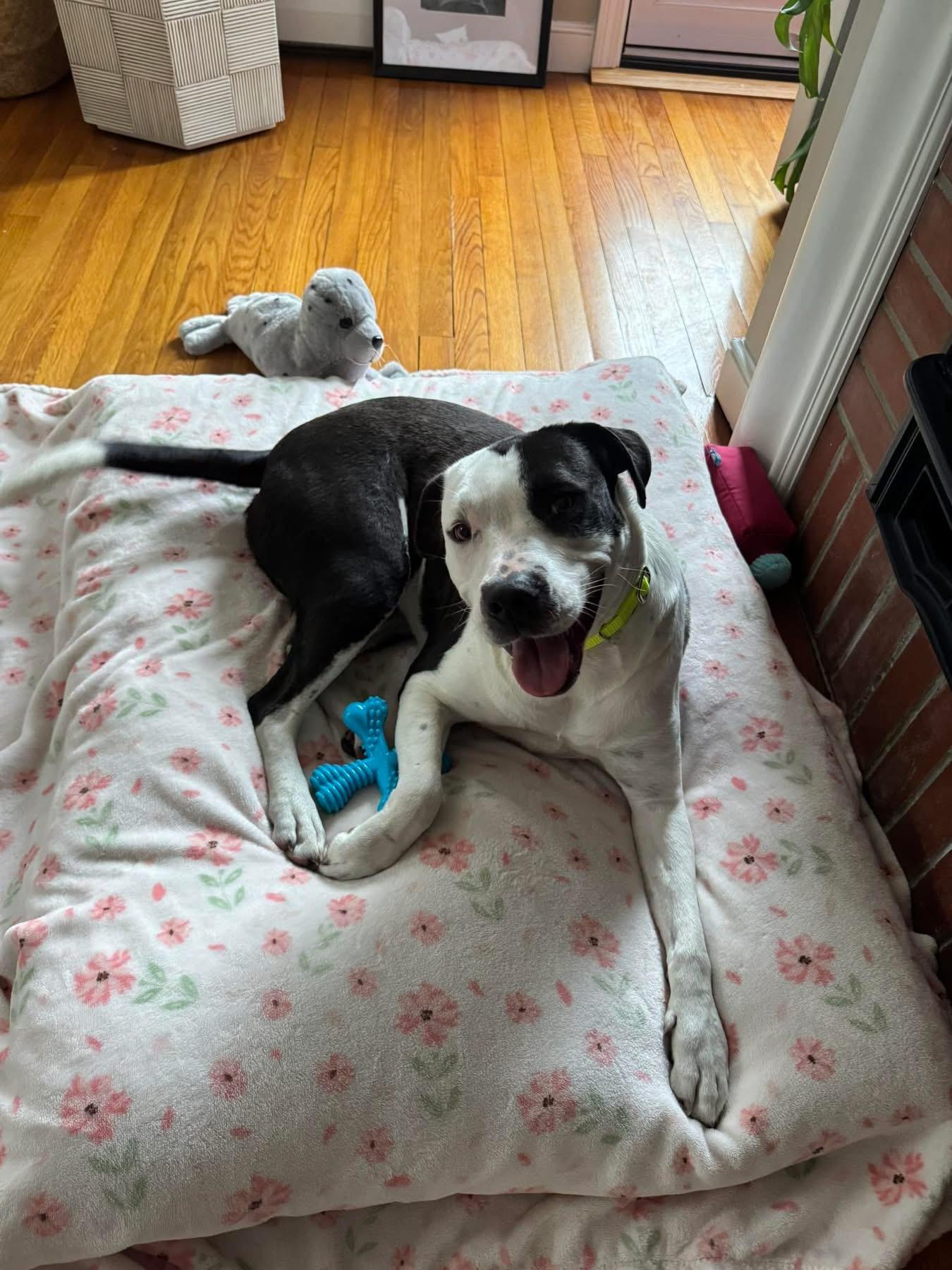 Enlarge Oreo, a Adoptable mixed breed in Pembroke, MA image 3/4