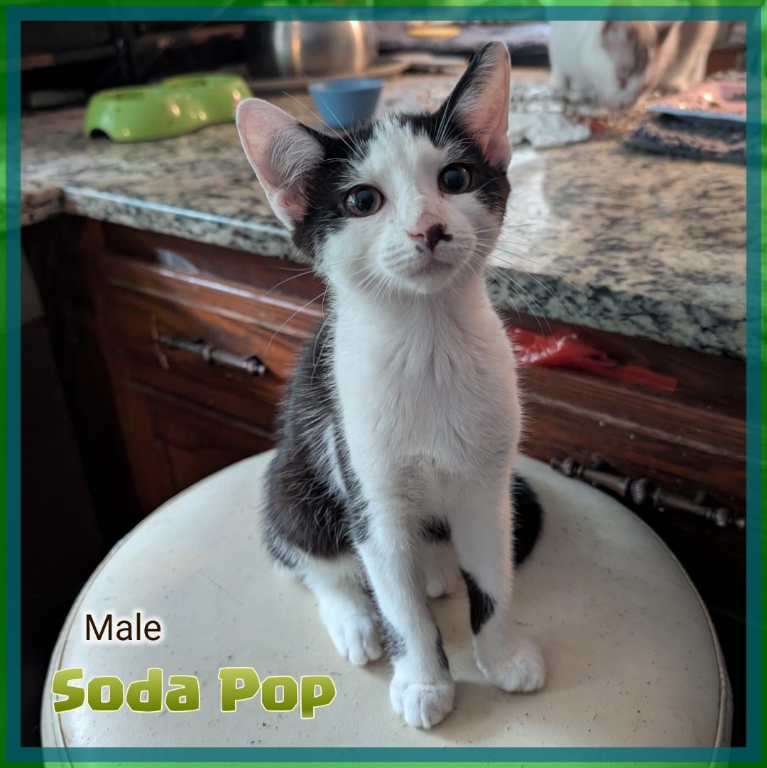 Soda Pop, Adoptable, Kitten Male Domestic Short Hair.