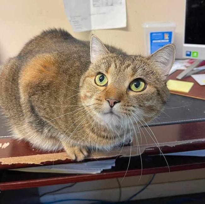 Enlarge Cordon Bleu, a Adoptable Domestic Short Hair in Winthrop, ME image 2/4