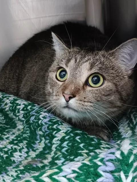 Cordon Bleu, ADOPTABLE, Adult Female Domestic Short Hair.
