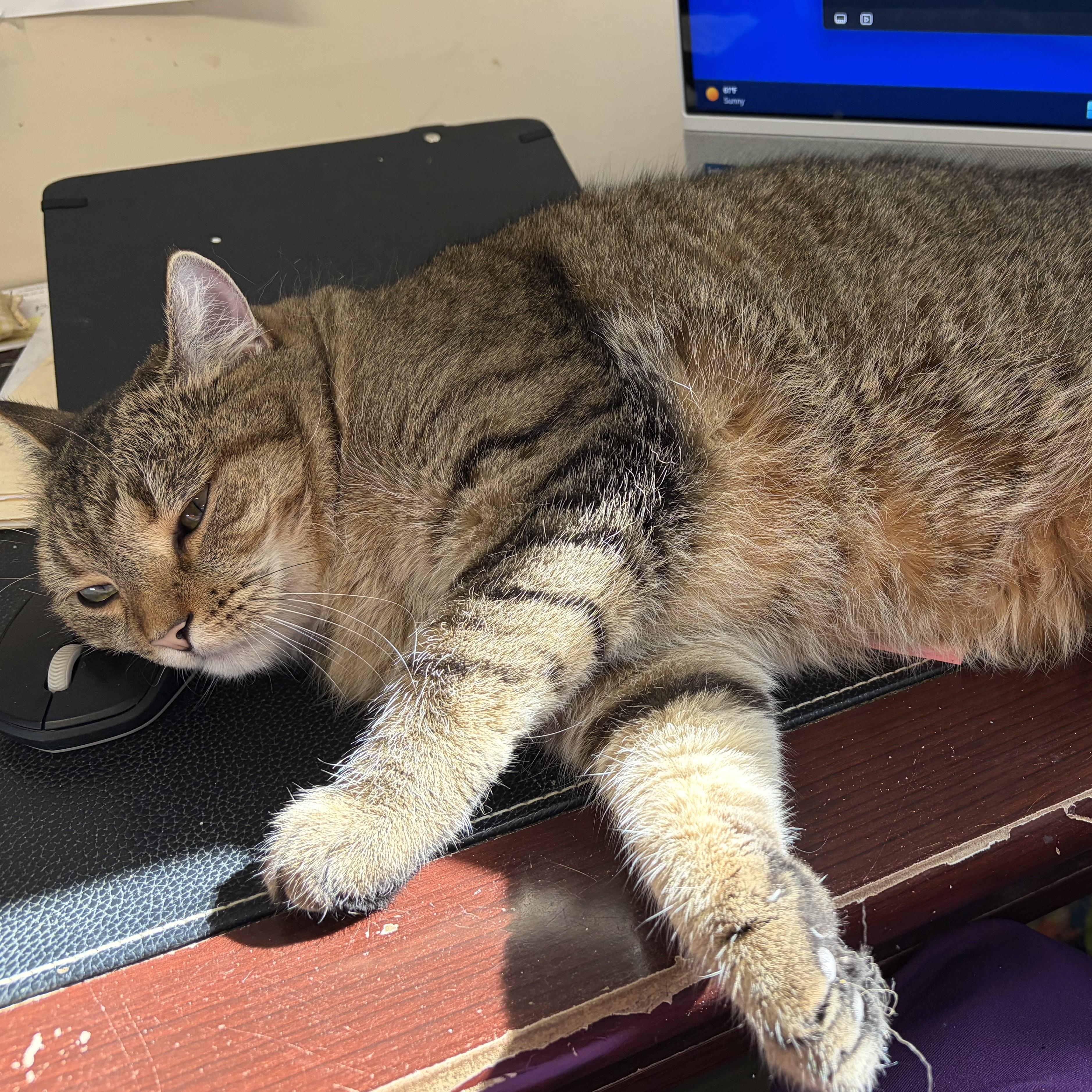 Cordon Bleu, Adoptable, Adult Female Domestic Short Hair.