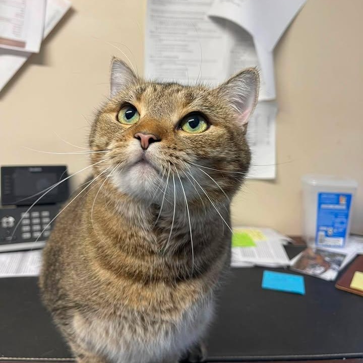 Cordon Bleu, Adoptable, Adult Female Domestic Short Hair.
