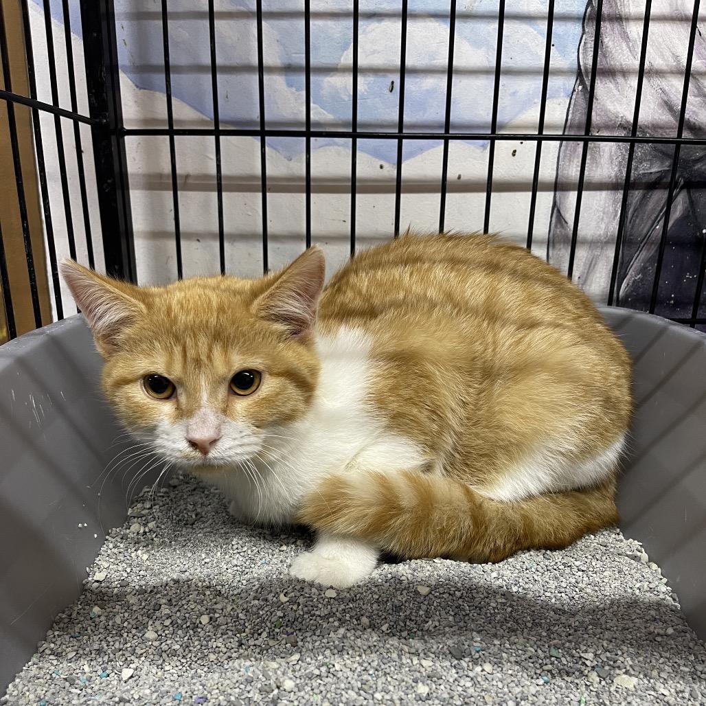 Enlarge Miko, a Adoptable Domestic Short Hair in Corbin, KY image 1/1