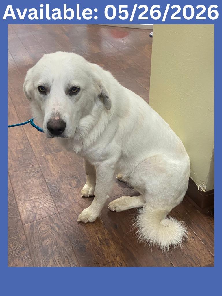 Dog Kennel #21, Adoptable, Young Male Great Pyrenees & Mixed Breed.
