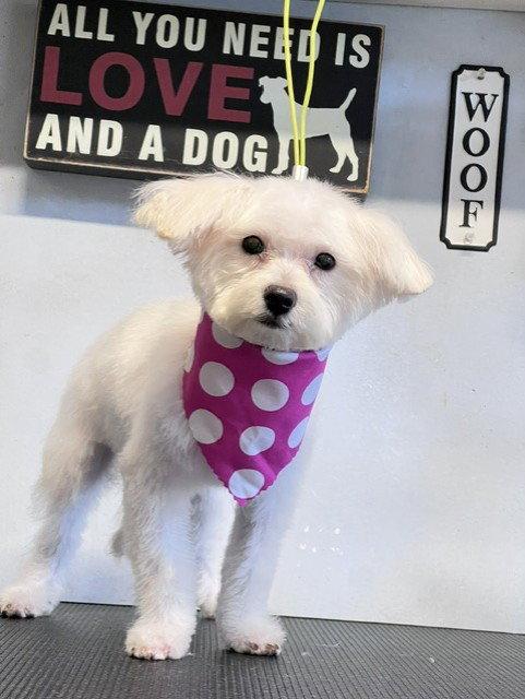 Enlarge PALOMA, a Adoptable mixed breed in Katy, TX image 1/3
