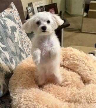 Enlarge PALOMA, a Adoptable mixed breed in Katy, TX image 2/3