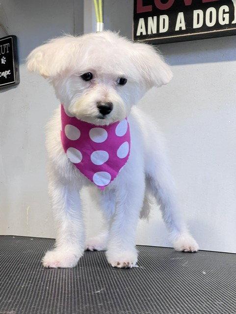 Enlarge PALOMA, a Adoptable mixed breed in Katy, TX image 3/3