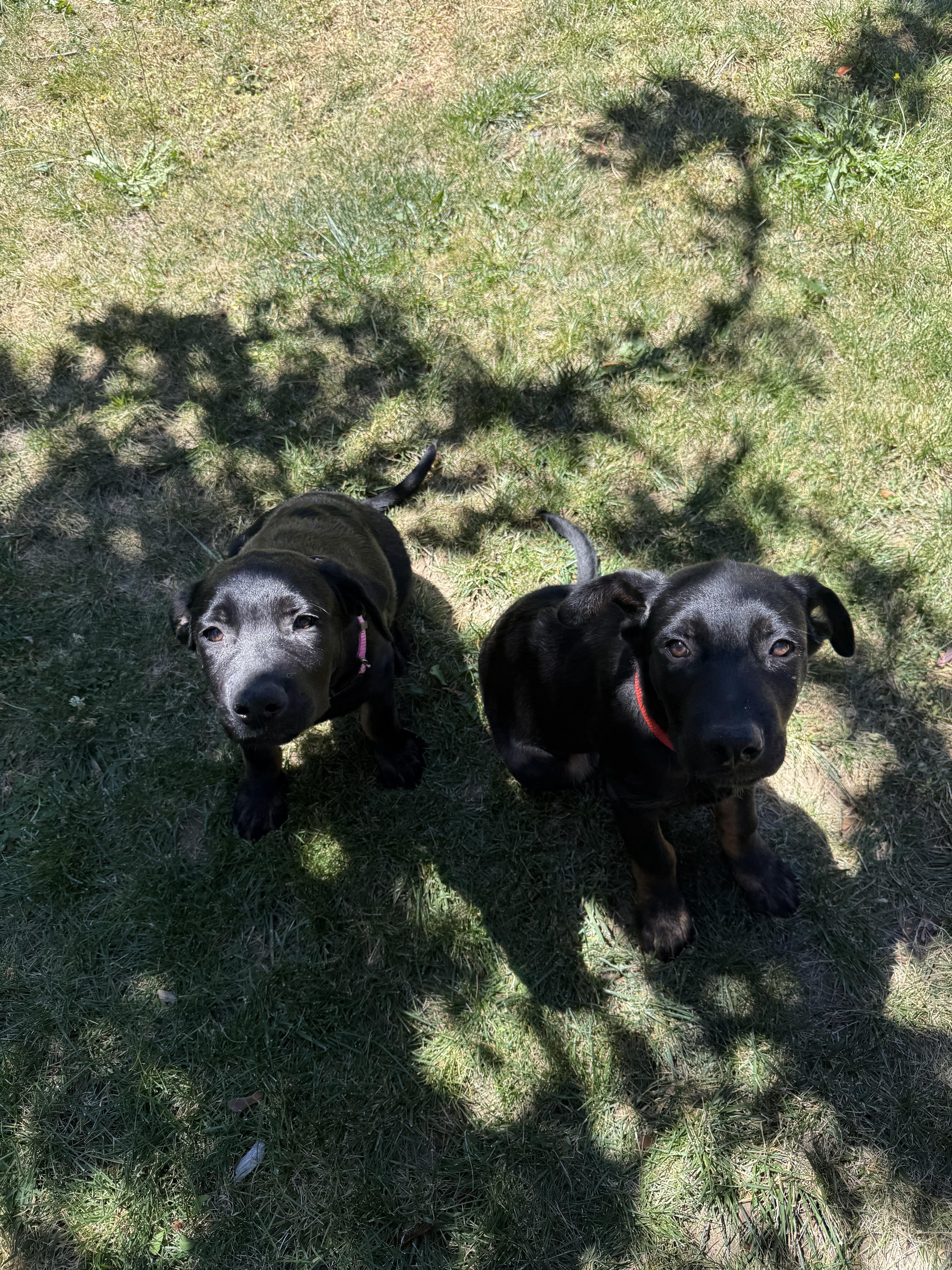 Clyde, an adopted mixed breed in Portland , OR image 2/3
