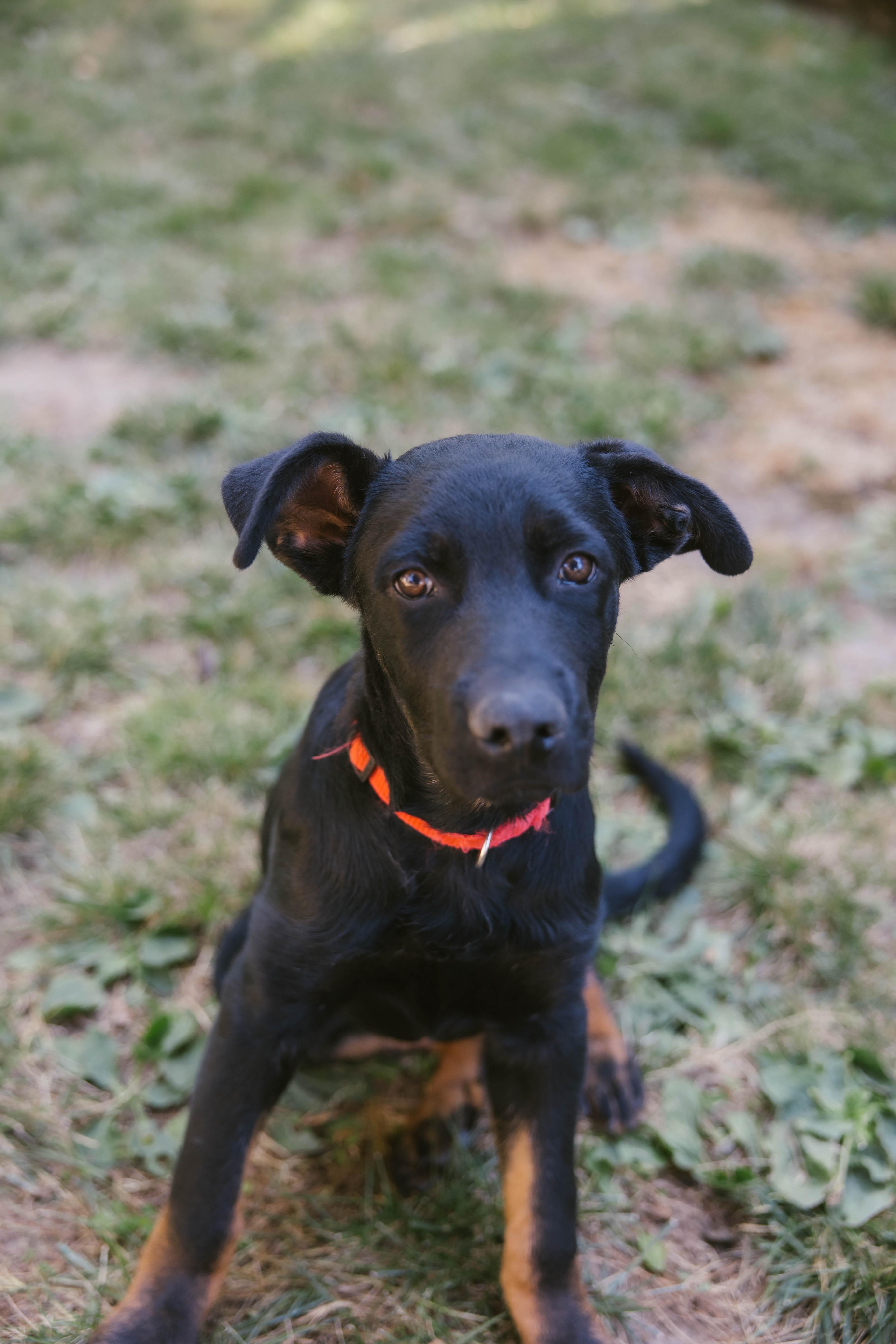 Clyde, adopted, Puppy Male Rottweiler & German Shepherd Dog.