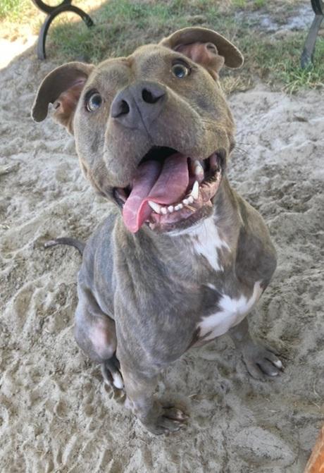 Luna, adopted, Adult Female Pit Bull Terrier.