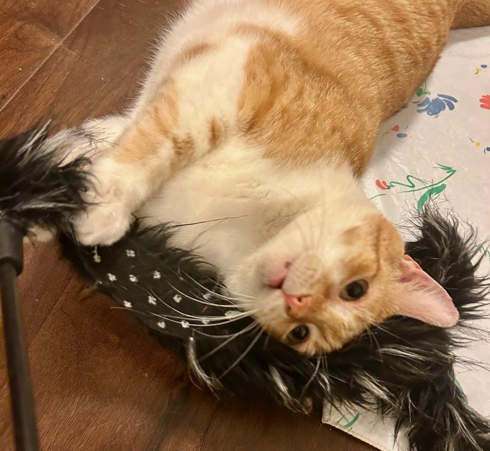 Enlarge Garrick, a Adoptable Domestic Short Hair in Ferndale, MI image 1/6