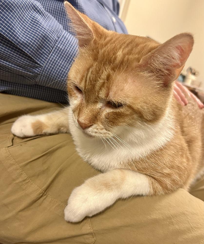 Enlarge Garrick, a Adoptable Domestic Short Hair in Ferndale, MI image 2/6