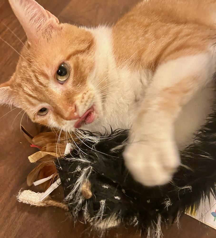 Enlarge Garrick, a Adoptable Domestic Short Hair in Ferndale, MI image 3/6