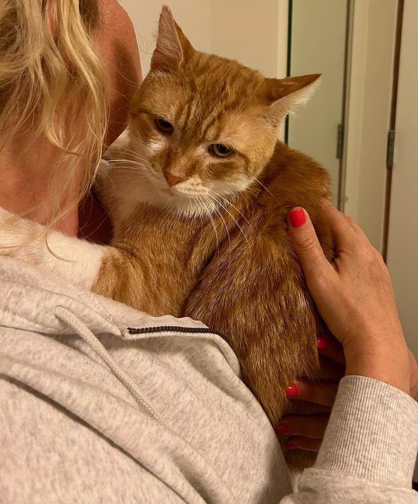 Enlarge Garrick, a Adoptable Domestic Short Hair in Ferndale, MI image 4/6