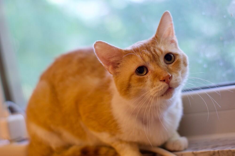 Enlarge Garrick, a Adoptable Domestic Short Hair in Ferndale, MI image 5/6