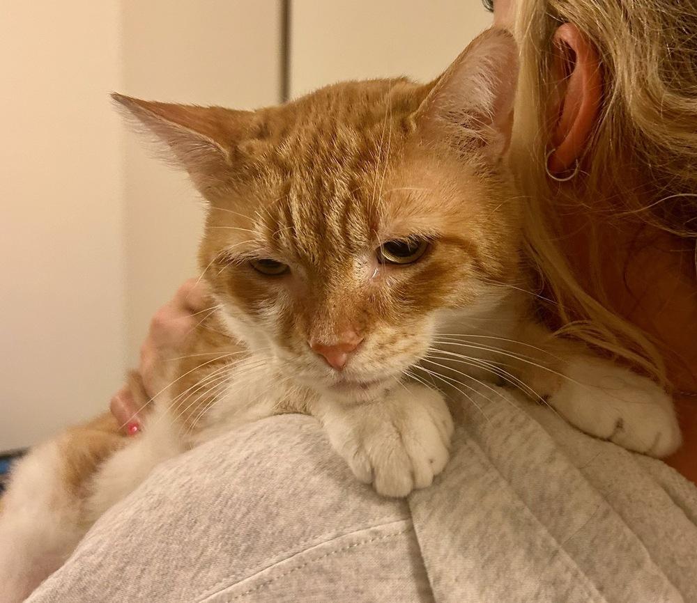 Enlarge Garrick, a Adoptable Domestic Short Hair in Ferndale, MI image 6/6