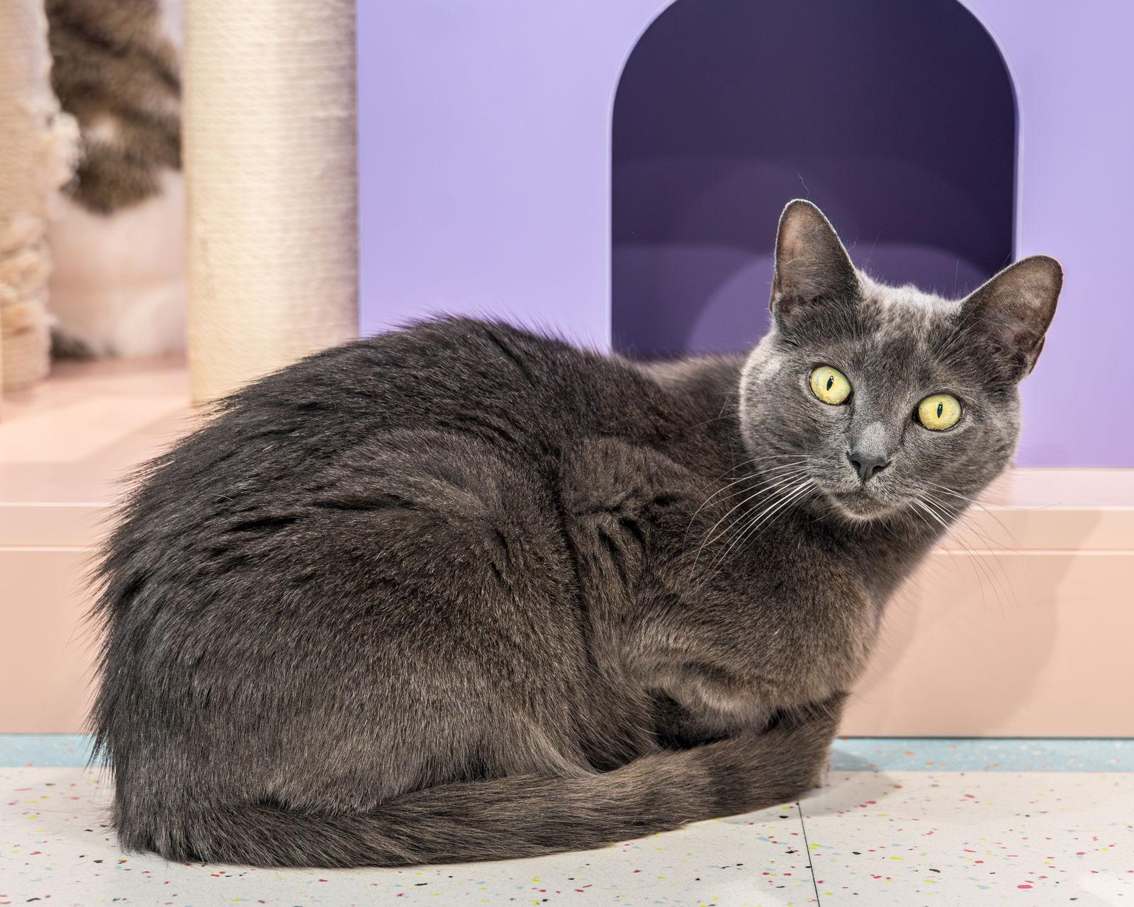 Gobble, Adoptable, Adult Female Domestic Short Hair.