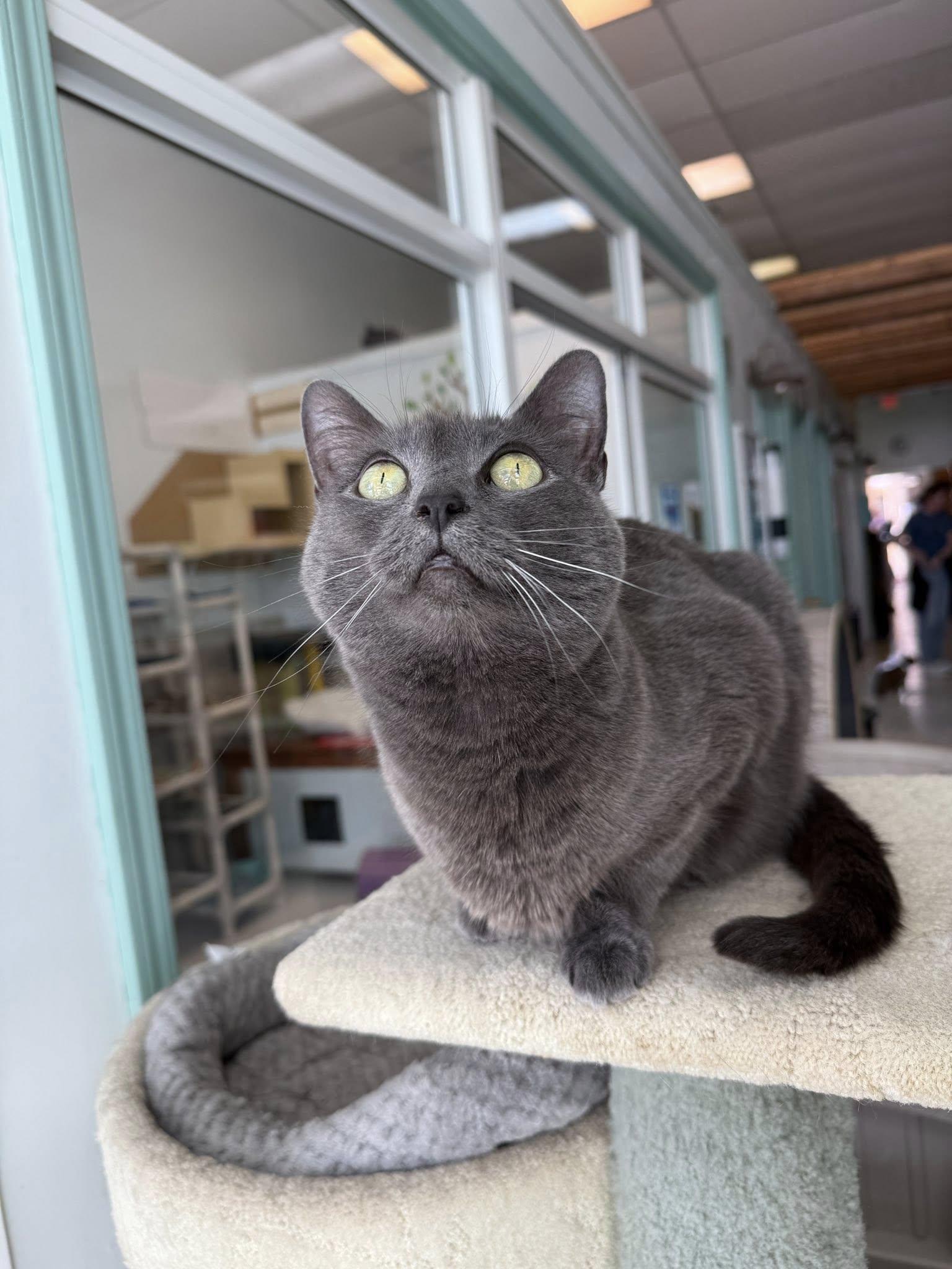 Enlarge Gobble, a Adoptable Domestic Short Hair in Dublin, OH image 3/3