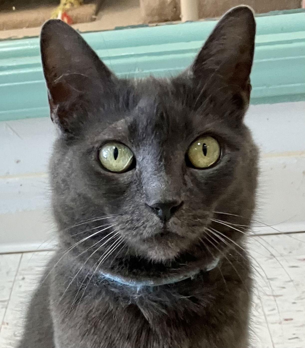 Enlarge Gobble, a Adoptable Domestic Short Hair in Dublin, OH image 1/3